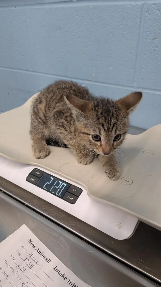 A baby small-sized male Tabby (Brown / Chocolate) Domestic Short Hair cat named Aric for adoption in Evansville, IN
