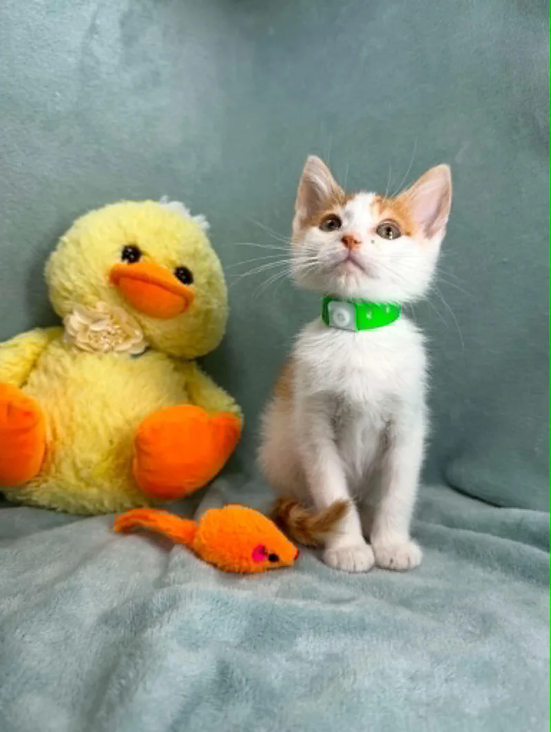A young medium-sized male Orange & White Domestic Short Hair cat named Pruit for adoption in Tavares, FL
