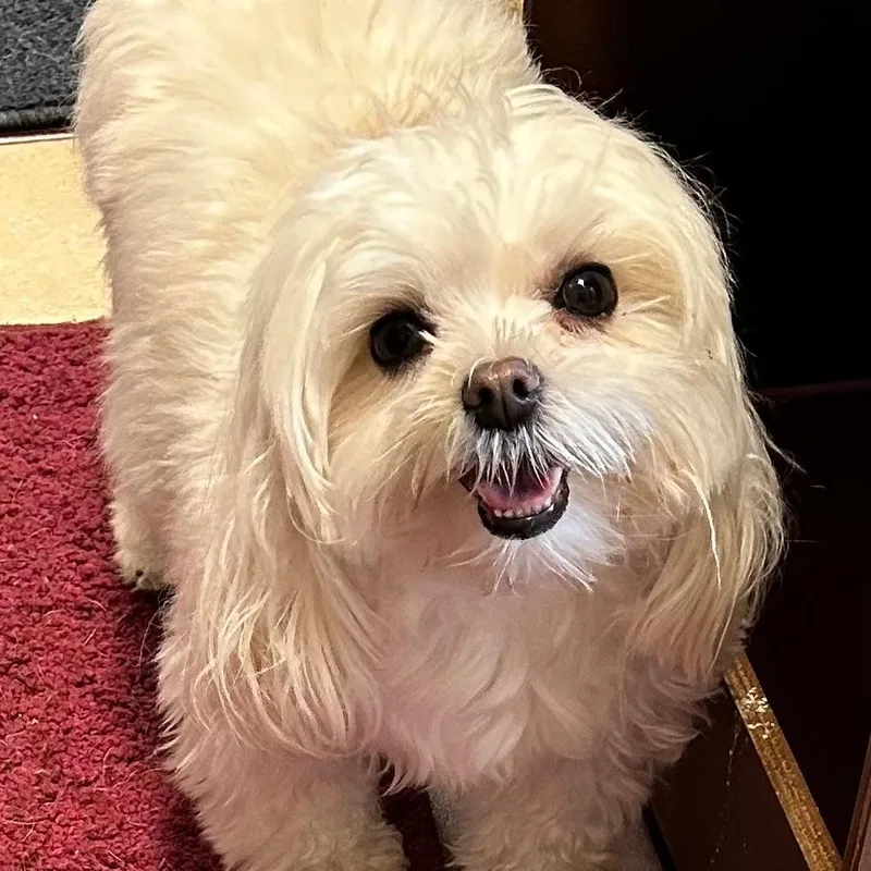Lilly