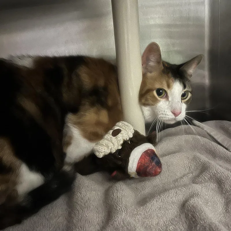 A senior large-sized female Domestic Short Hair cat named Coco for adoption in Oak Park, IL