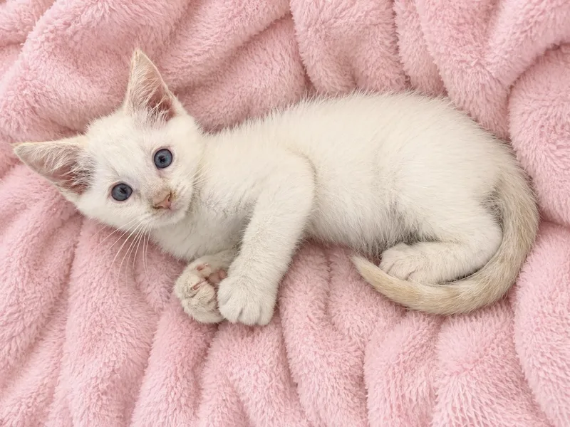 A baby medium-sized male Domestic Short Hair cat named Cappuccino for adoption in Greensboro, NC
