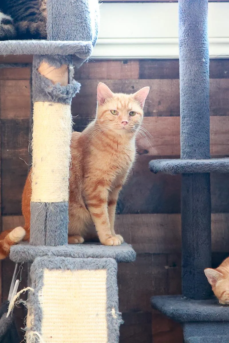 An adult medium-sized female Domestic Short Hair cat named Paris for adoption in Loogootee, IN