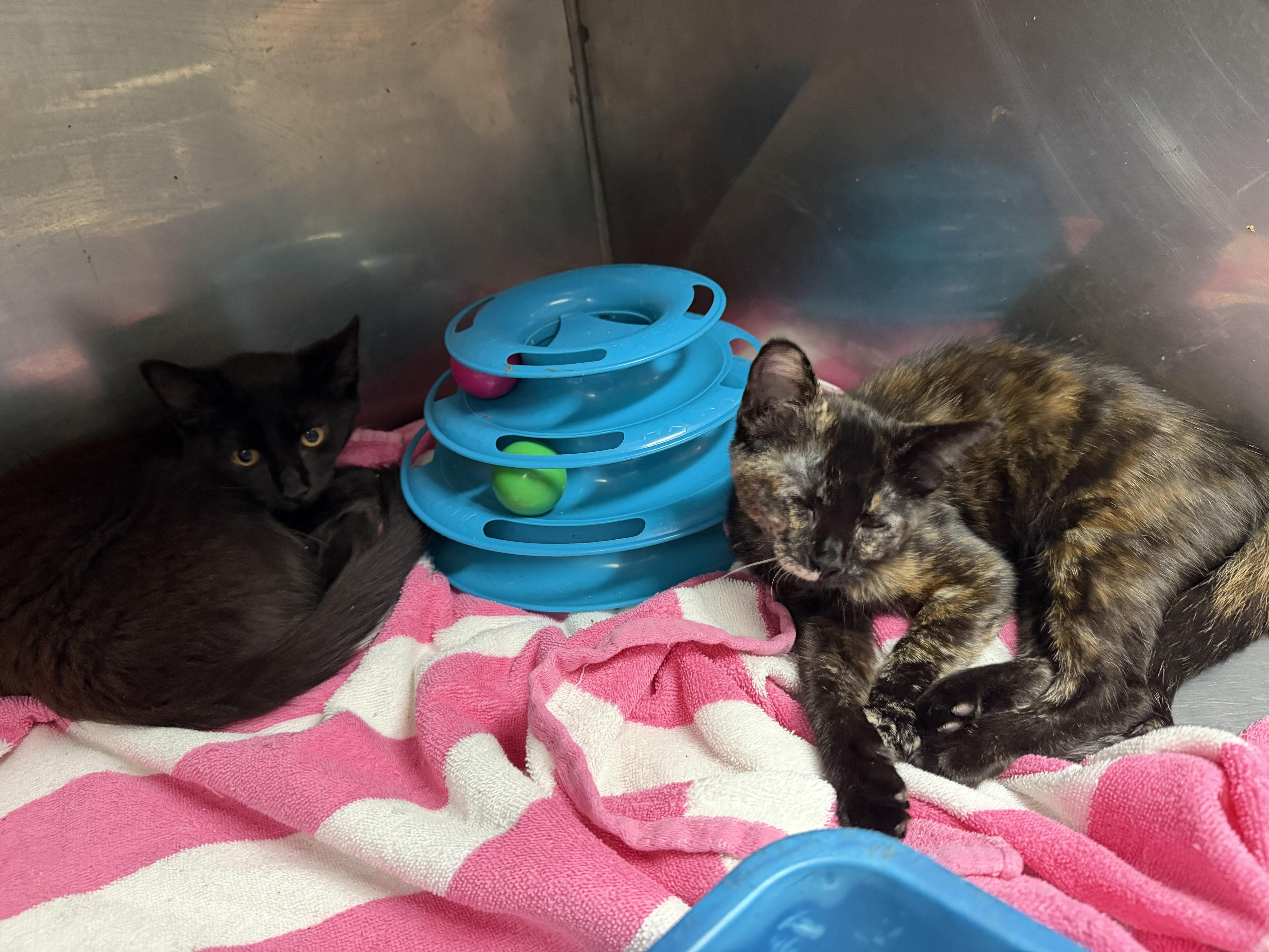 A baby medium-sized female Domestic Short Hair cat named Bay and Taco for adoption in Elizabethtown, NC
