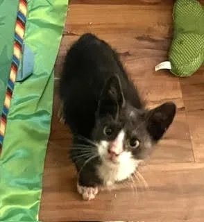 A young small-sized male Black & White / Tuxedo Domestic Short Hair cat named Junebug for adoption in Aurora, CO