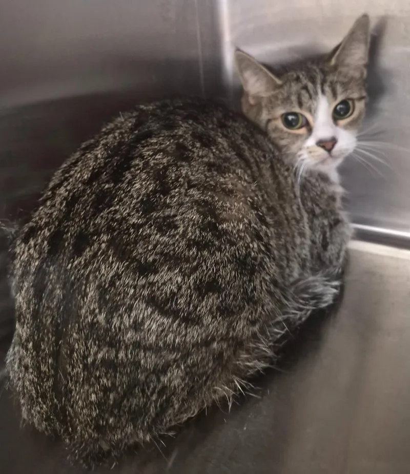 A young medium-sized female Domestic Short Hair cat named Little Foot for adoption in Christiansburg, VA