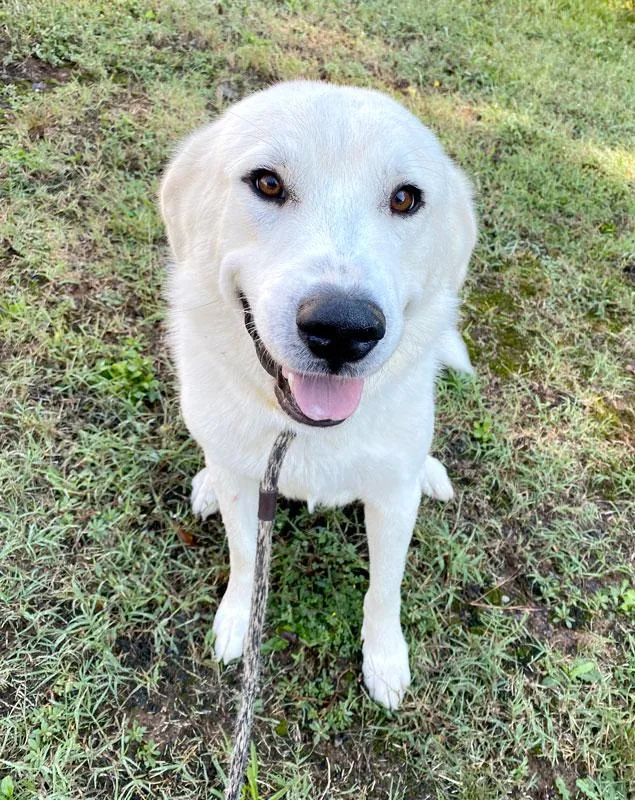 An adult large-sized male Great Pyrenees dog named Guero for adoption in Monroe, GA