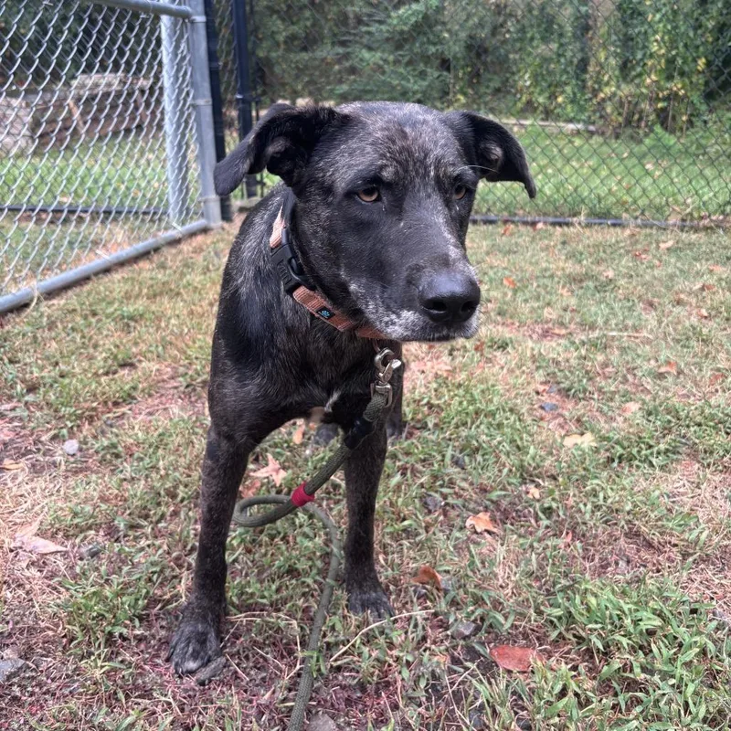 An adult medium-sized female Catahoula Leopard Dog dog named Moxie for adoption in Cabot, AR