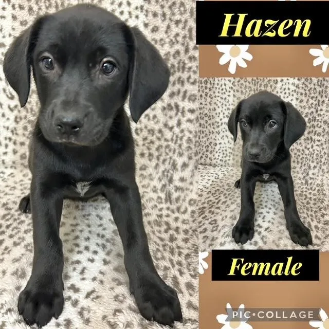 A baby medium-sized female Labrador Retriever dog named Hazen for adoption in Manchester, CT