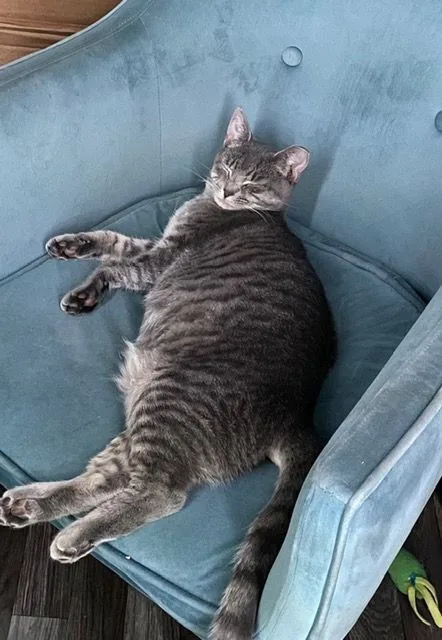 A baby medium-sized female Tabby (Gray / Blue / Silver) Domestic Short Hair cat named Athena for adoption in Chambersburg, PA
