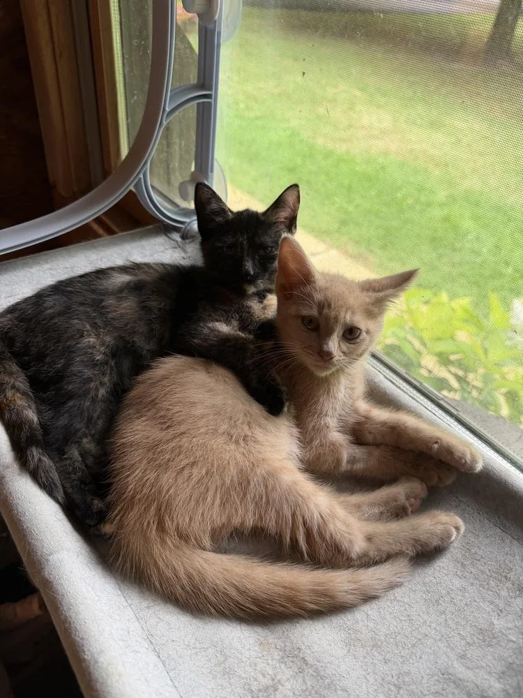 A baby medium-sized female Domestic Short Hair cat named Emmy Rae for adoption in Lansing, MI