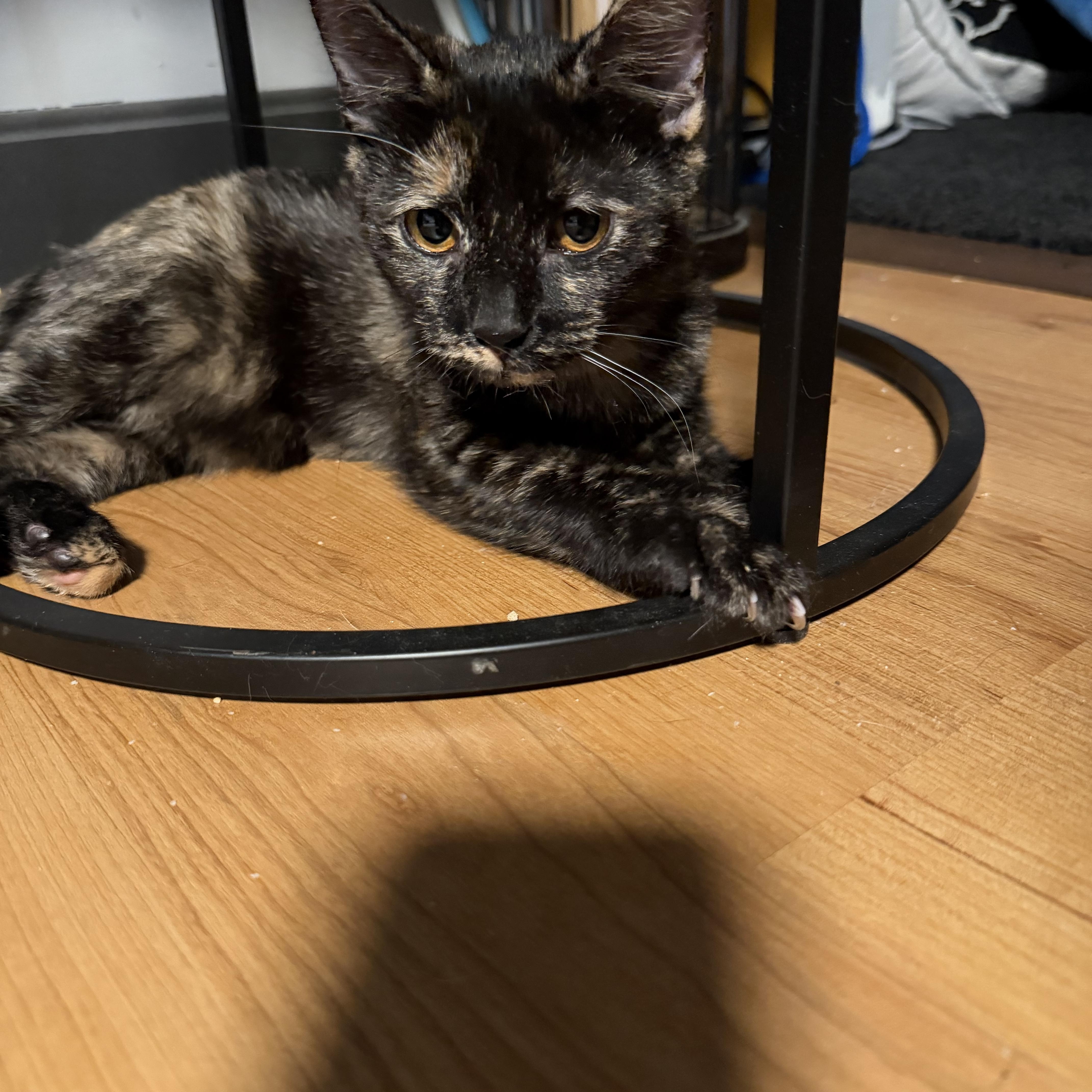 A baby small-sized female Tortoiseshell cat named Annabelle for adoption in Canton, MA