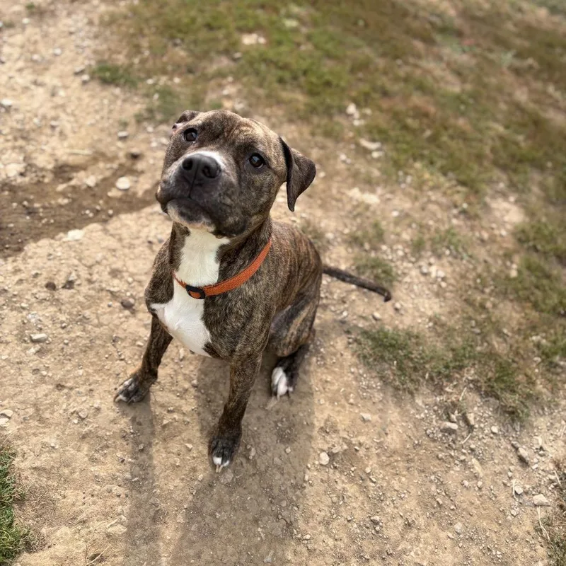 An adult medium-sized male Brindle Pit Bull Terrier dog named Brody for adoption in Marshalltown, IA