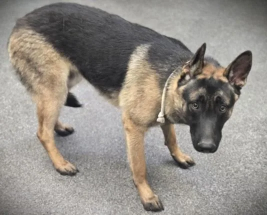 A young large-sized male German Shepherd Dog dog named Beowoof for adoption in Los Angeles, CA