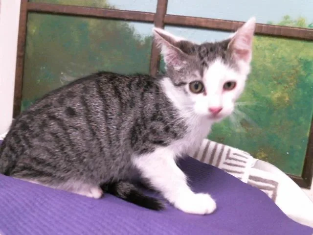 A baby small-sized male Domestic Short Hair cat named Beau for adoption in Houston, TX