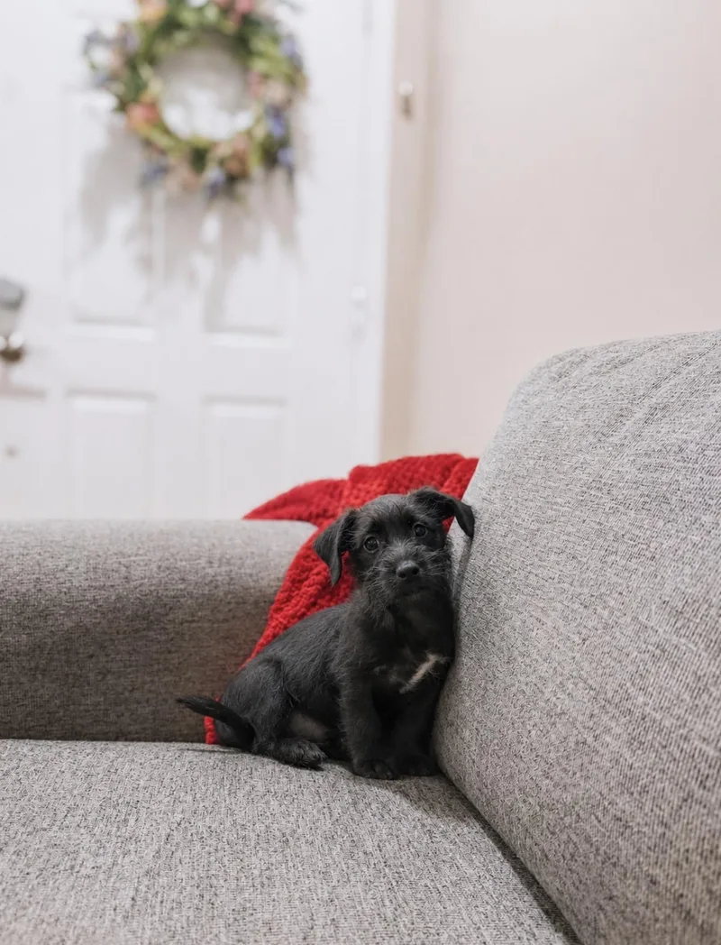 A baby small-sized male Miniature Schnauzer dog named Percy for adoption in Goodyear, AZ