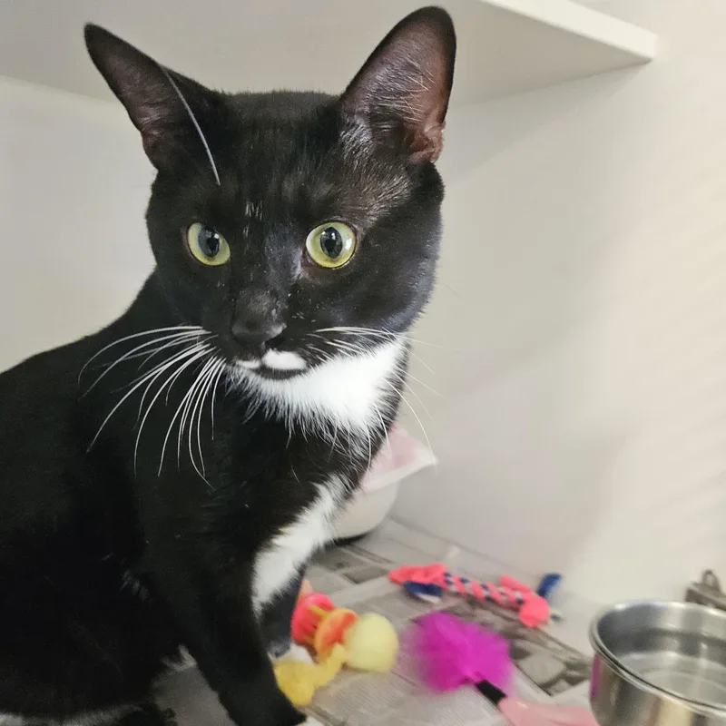 An adult large-sized male Domestic Short Hair cat named Pablo for adoption in Phoenixville, PA