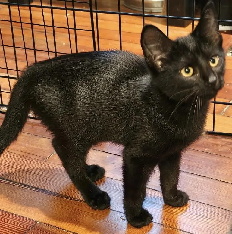 A baby medium-sized female Black Domestic Short Hair cat named Minerva for adoption in New Haven, CT