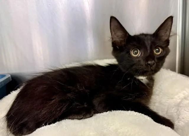 A baby small-sized male Domestic Medium Hair cat named Charcoal for adoption in Sarasota, FL