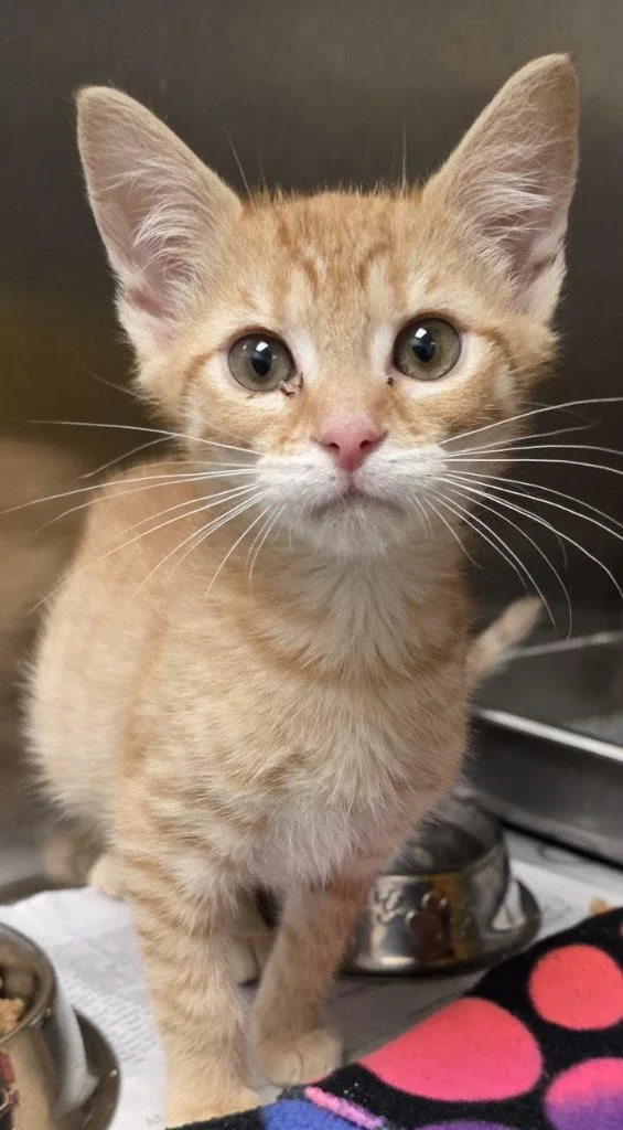 A baby small-sized male Domestic Short Hair cat named CA  Davis for adoption in Glen Allen, VA