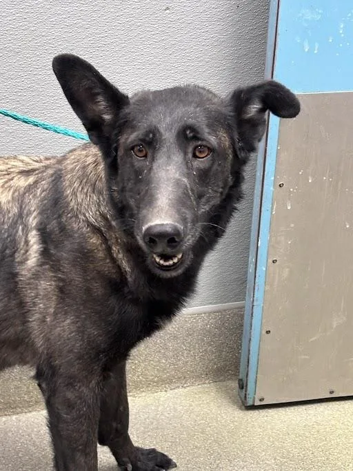 An adult large-sized female Belgian Shepherd / Malinois dog named Valley for adoption in Las Vegas, NV