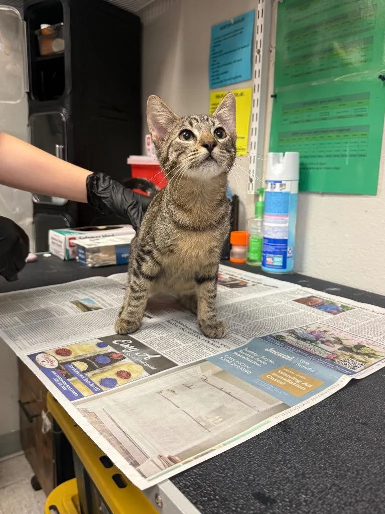 A baby medium-sized male Domestic Short Hair cat named Perry for adoption in Sorrento, LA