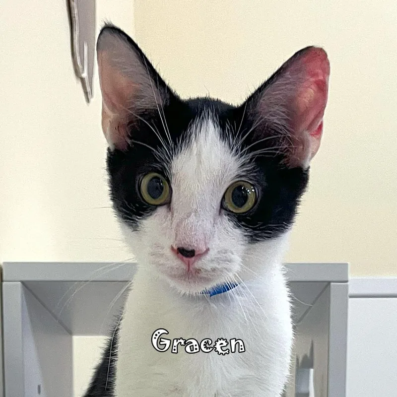 Gracen @ Pawz Pet thumbnail 2