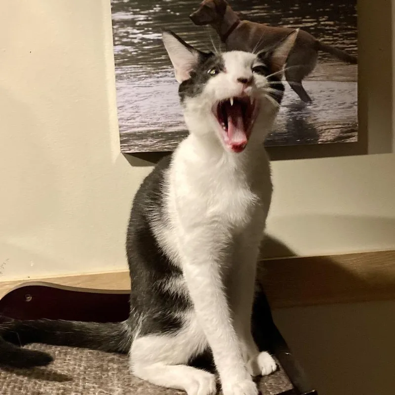 Gracen @ Pawz Pet thumbnail 4