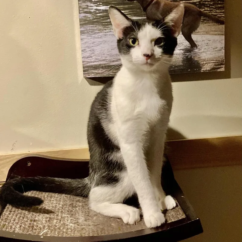 Gracen @ Pawz Pet thumbnail 5