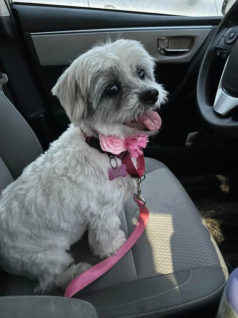 A senior small-sized female White / Cream Lhasa Apso dog named Lolly for adoption in Whitewater, WI