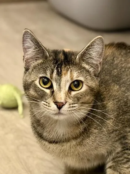 An adult medium-sized female Tabby (Brown / Chocolate) Domestic Short Hair cat named Morrigan for adoption in Downers Grove, IL