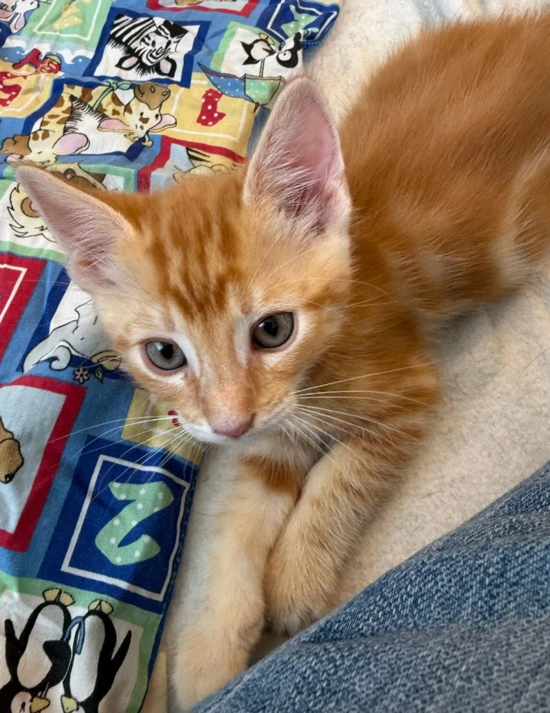 A baby medium-sized male Tabby (Orange / Red) Tabby cat named Charles for adoption in Campbell, CA