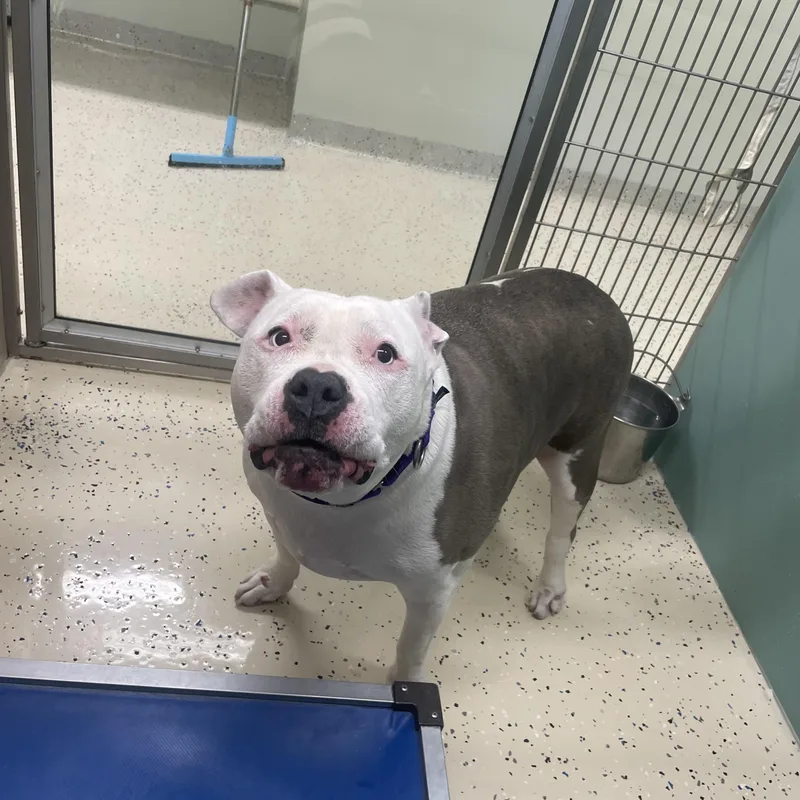 An adult large-sized male Pit Bull Terrier dog named Pork Chop for adoption in Southold, NY