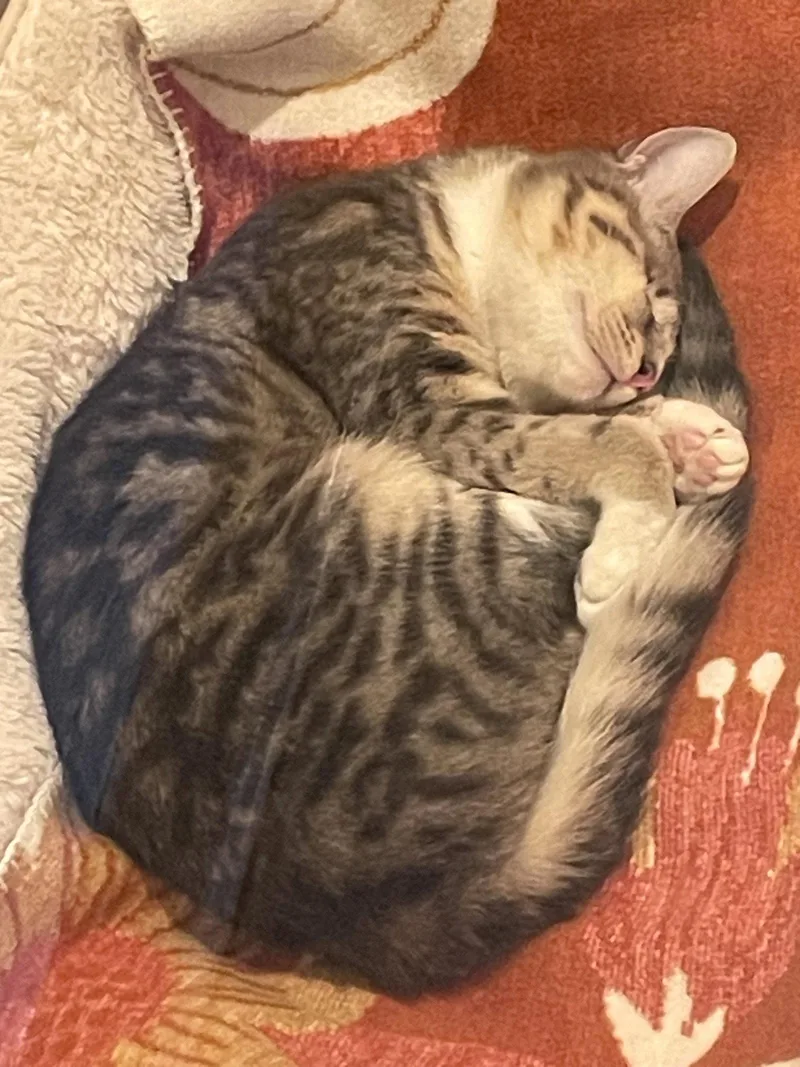 A young medium-sized male Domestic Short Hair cat named Wonder for adoption in Oakland, CA