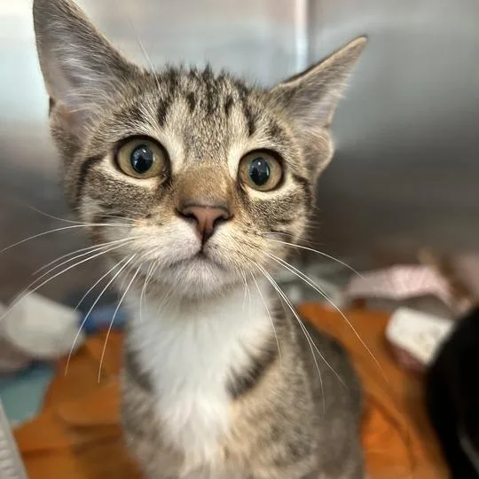 A baby small-sized female Brown / Chocolate Domestic Short Hair cat named Hedy for adoption in Matteson, IL