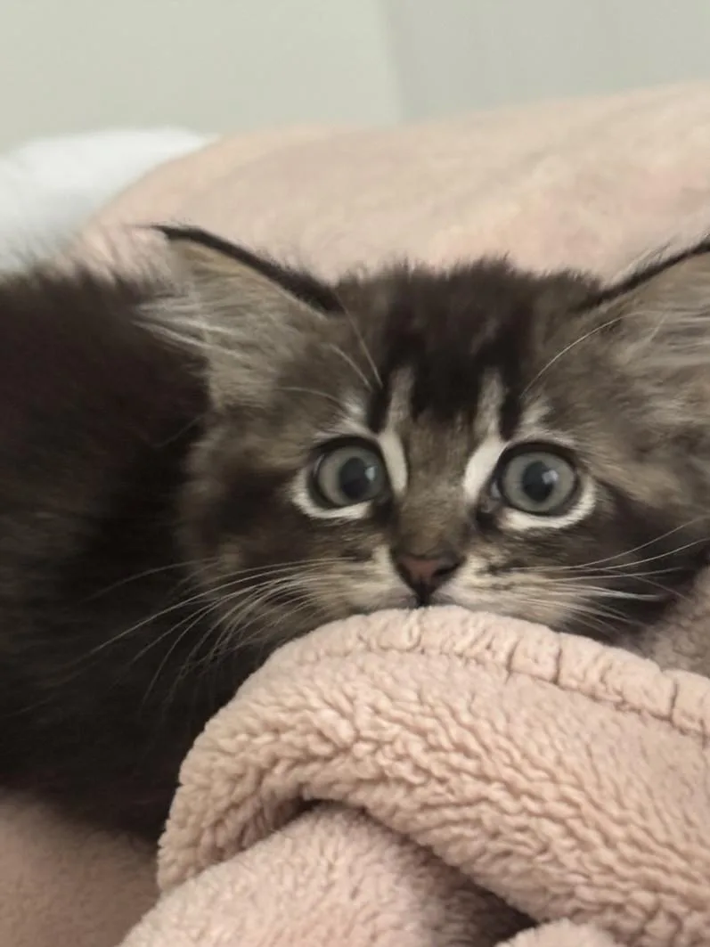 A baby small-sized male Domestic Long Hair cat named Jar Jar Binks for adoption in Burbank, CA