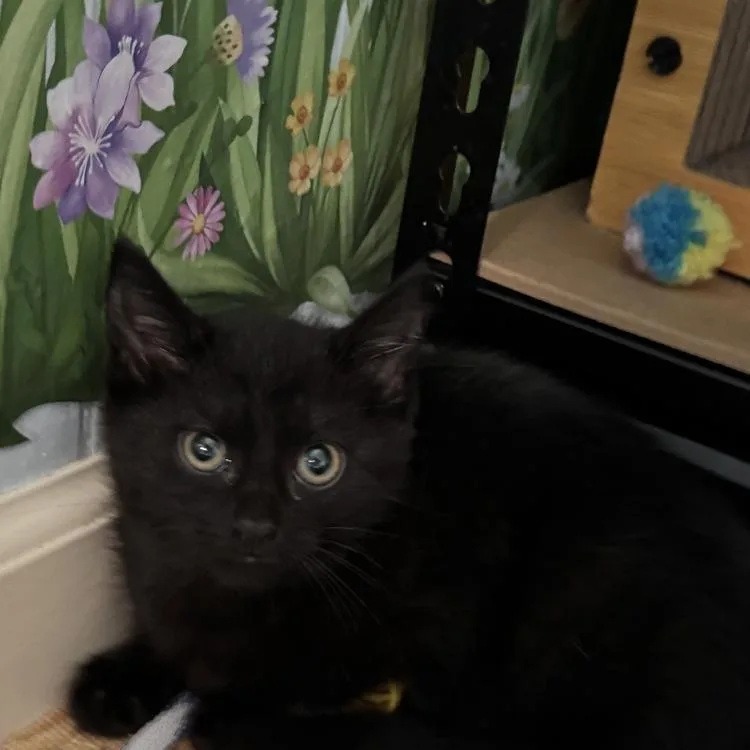 A baby small-sized female Black Domestic Short Hair cat named Trinity for adoption in Richland, MI