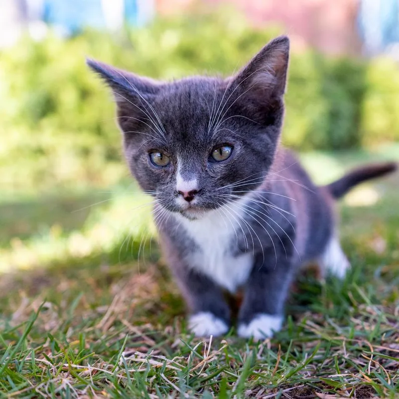 A baby small-sized male Gray / Blue / Silver Domestic Short Hair cat named Dill for adoption in Spokane, WA