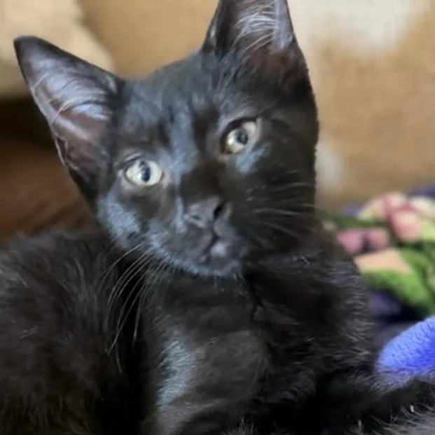 A baby small-sized male Black Domestic Short Hair cat named Checkers for adoption in Hemet, CA