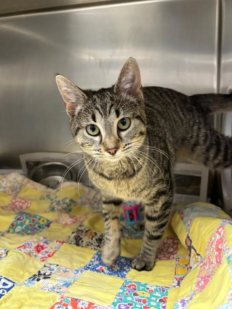 A baby medium-sized female Domestic Short Hair cat named Bacon for adoption in Findlay, OH