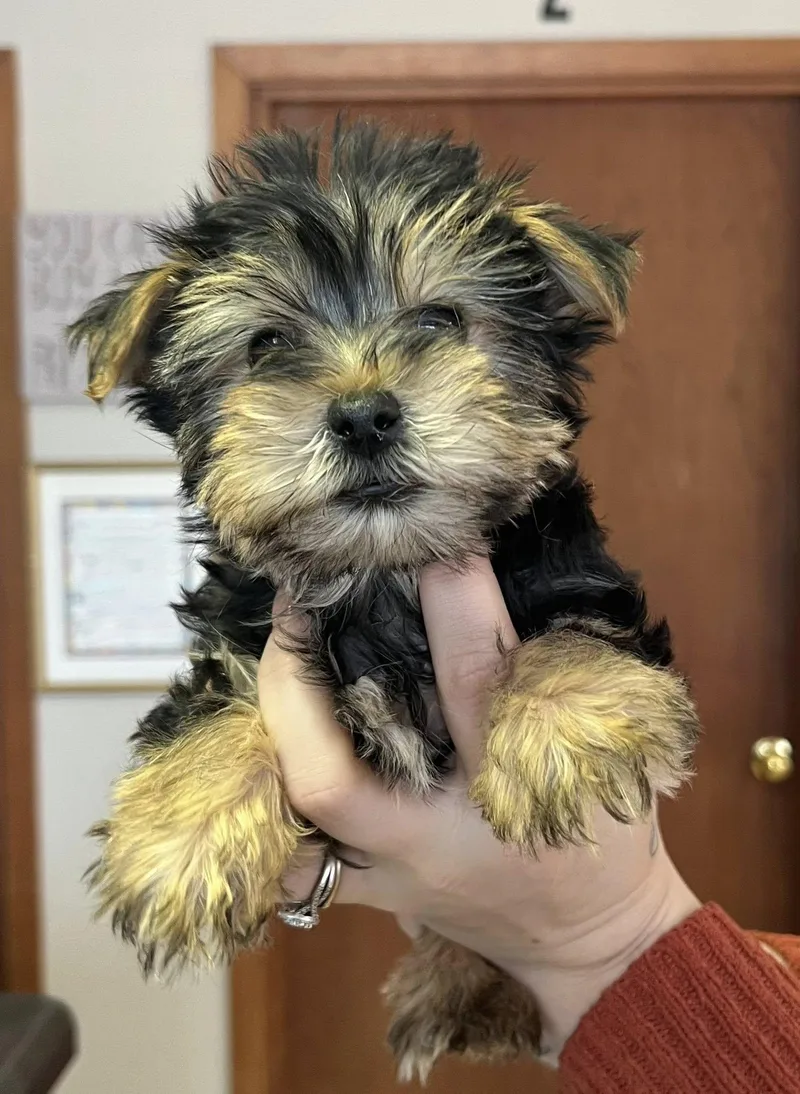 A baby small-sized male Yorkshire Terrier dog named Nugget for adoption