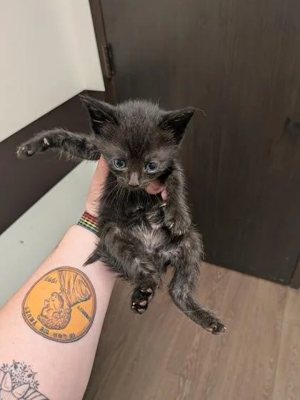 A baby small-sized female Domestic Short Hair cat named Snack Wrap for adoption in Atlanta, GA