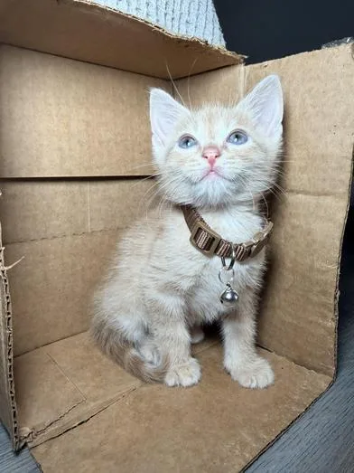 A baby small-sized male Tabby (Buff / Tan / Fawn) Domestic Short Hair cat named Simba for adoption in Liverpool, TX