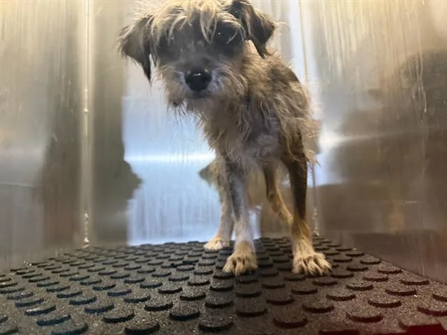 An adult small-sized female Terrier dog named Mochi for adoption in San Antonio, TX