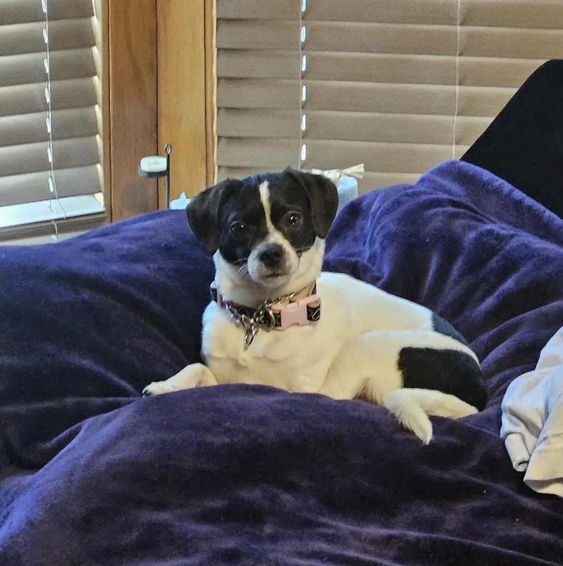 Daisey thumbnail 2