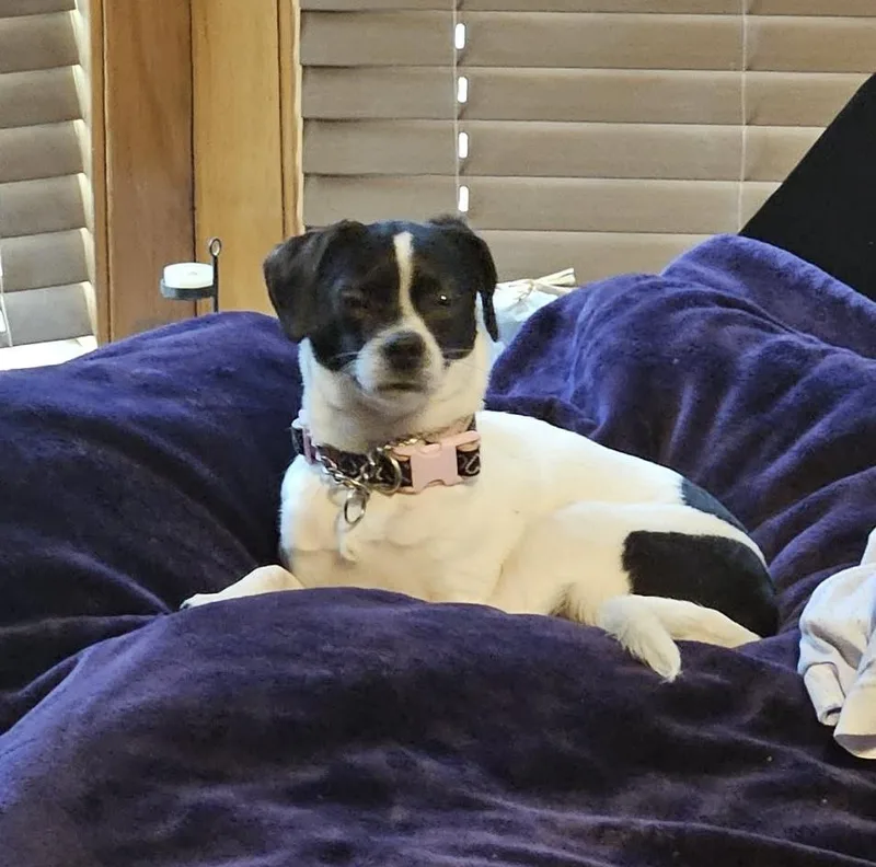 Daisey thumbnail 3