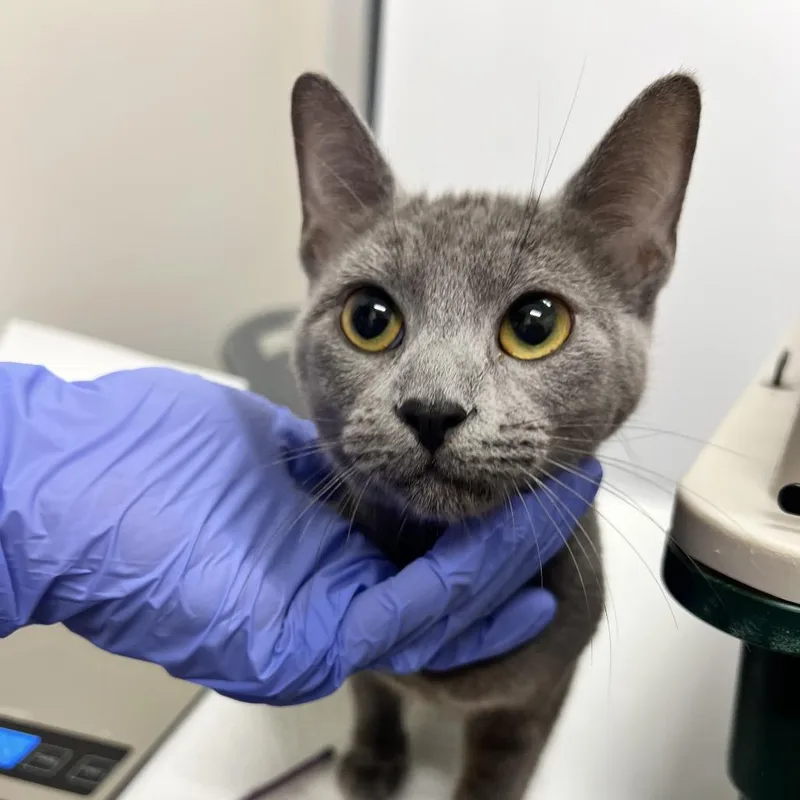 An adult medium-sized female Gray / Blue / Silver Domestic Short Hair cat named Juniper for adoption in Chattanooga, TN