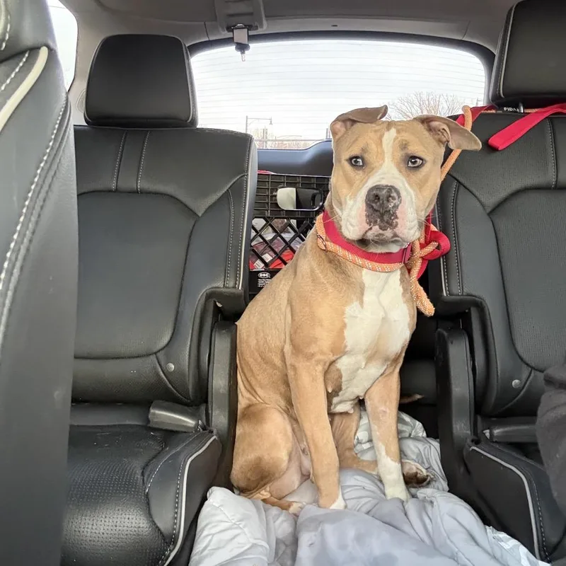 An adult medium-sized female Apricot / Beige Pit Bull Terrier dog named Georgette ~ Coming Soon!!! for adoption in Chicago, IL