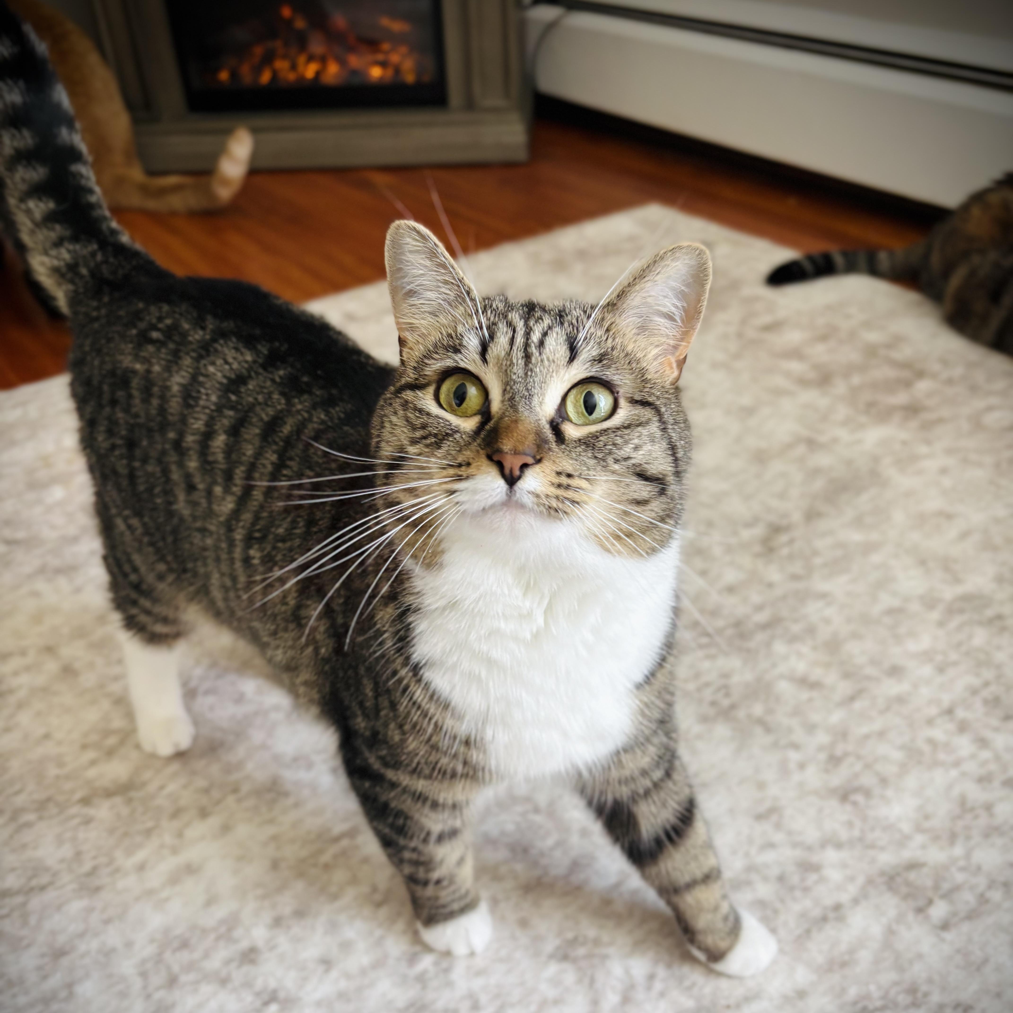 A young medium-sized female Tabby (Brown / Chocolate) Domestic Short Hair cat named Polly for adoption in Buffalo, NY