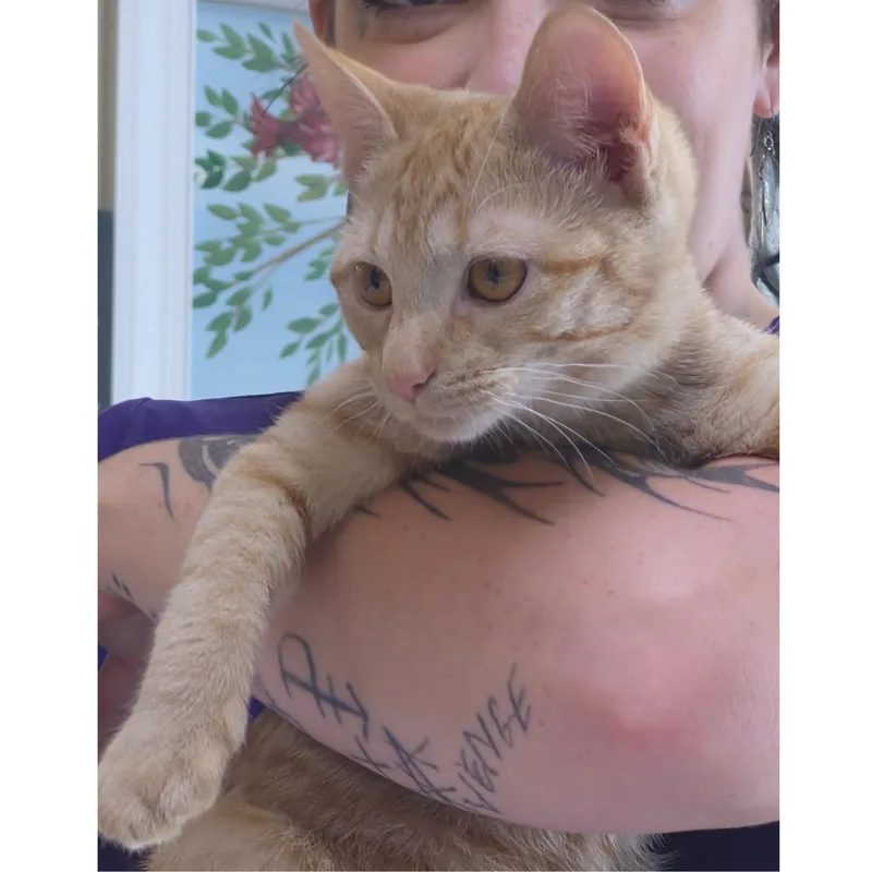 A baby medium-sized female Orange / Red Tabby cat named Brienne for adoption in Clarksville, VA