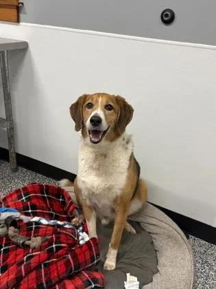 A senior large-sized male Mixed Breed dog named Buddy for adoption in Cumberland, MD